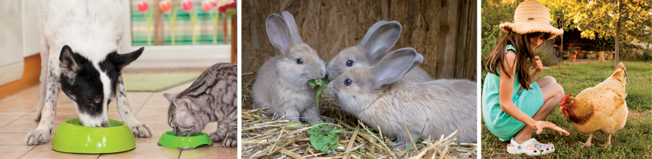 Terrena Pro - Illustration animaux section Élever