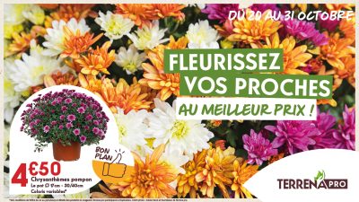 ACTU MY TERR - TERCIEL - CHRYSANTHEMES - OCTOBRE 2025 - TERRENA PRO